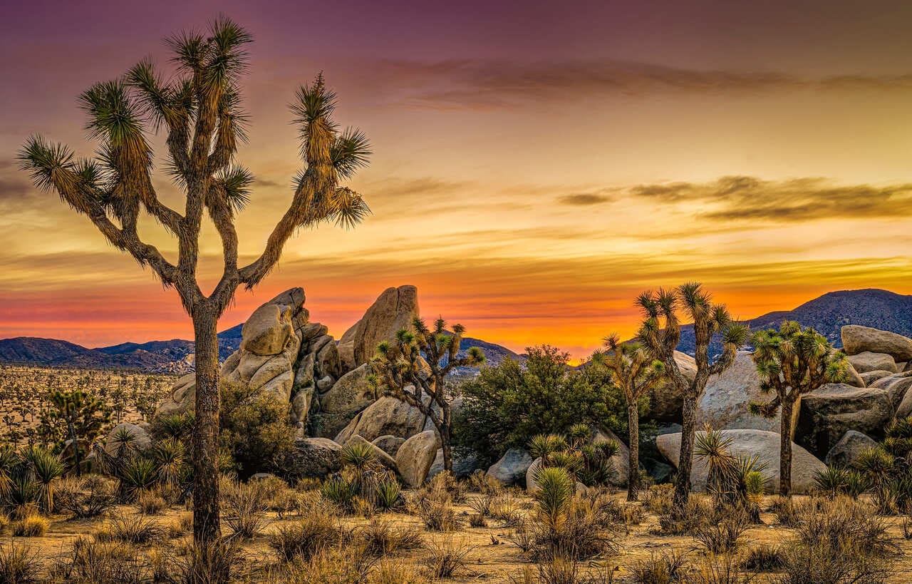weekend fun plan to a thrilling Scavenger Hunt in Joshua Tree!