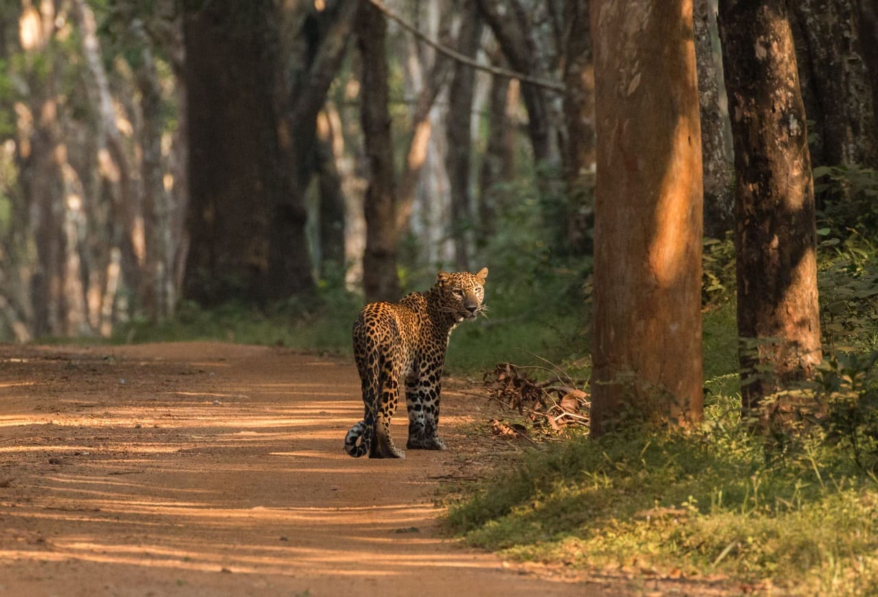 Unforgettable Safari at Yala National Park