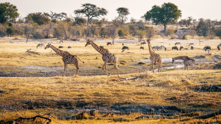 Botswana’s Best National Parks for an Authentic Wildlife Safari Experience