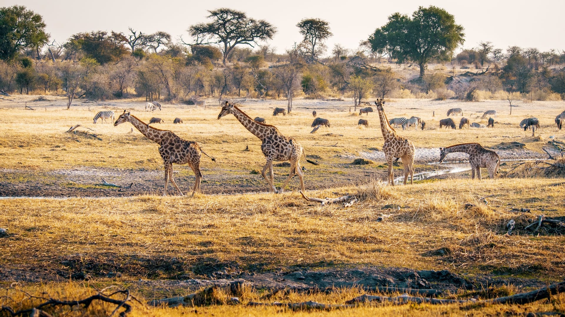 Botswana’s Best National Parks for an Authentic Wildlife Safari Experience