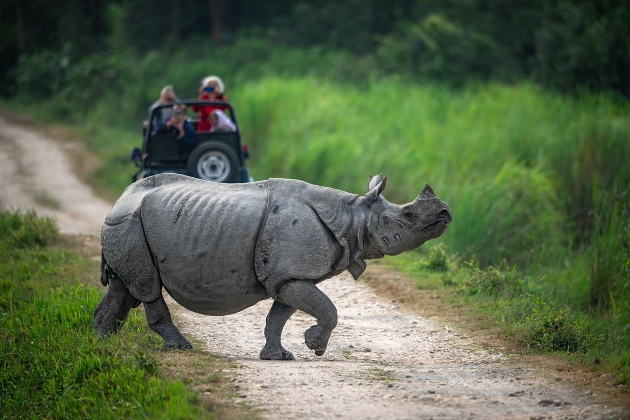 one horned rhino in kaziringa national park is a place to travel in east india