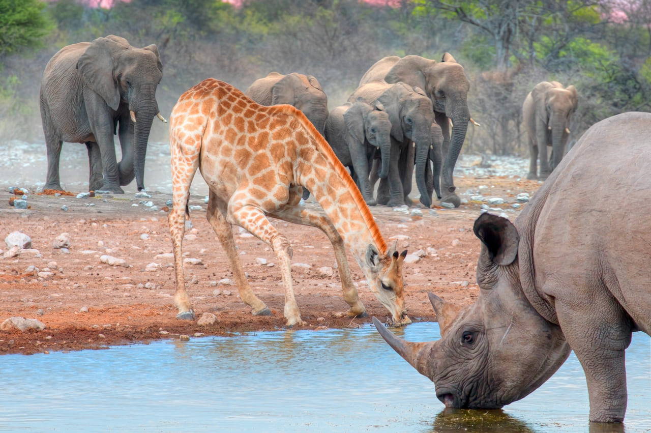best time for etosha safari