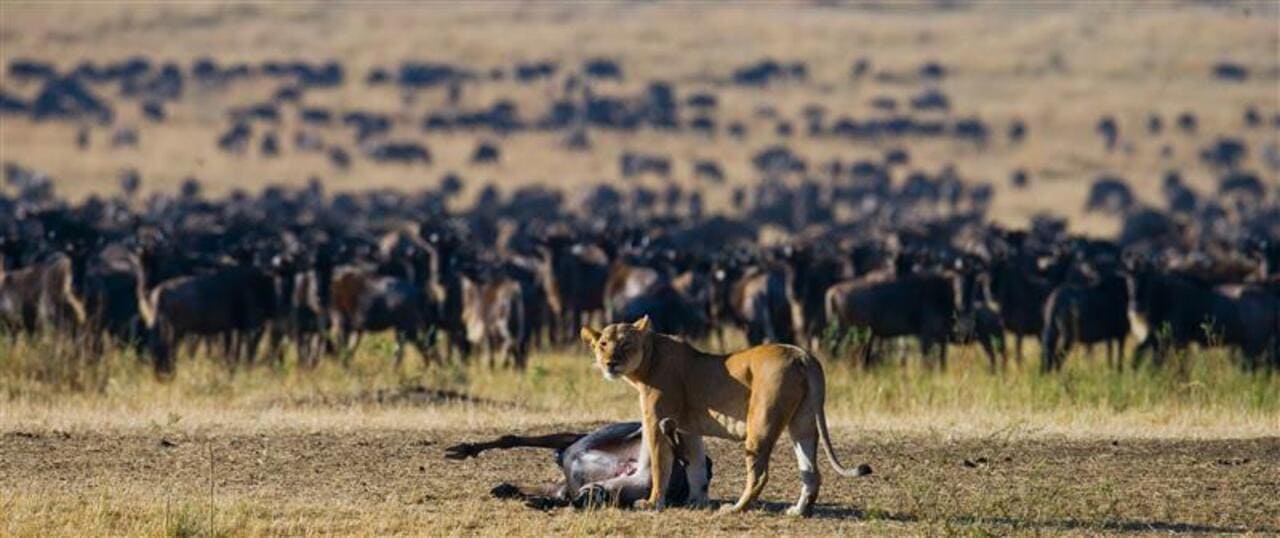 August is the best time for safari in Africa Masai Mara Serengeti Ecosystem