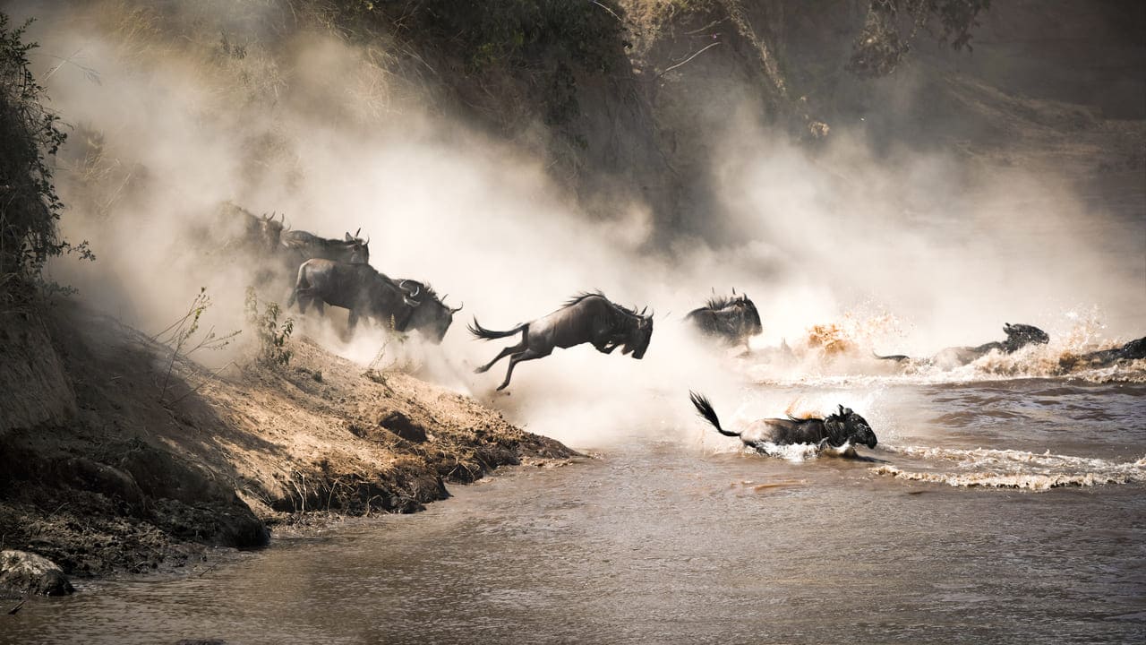Maasai Mara is a safari destination for first timers