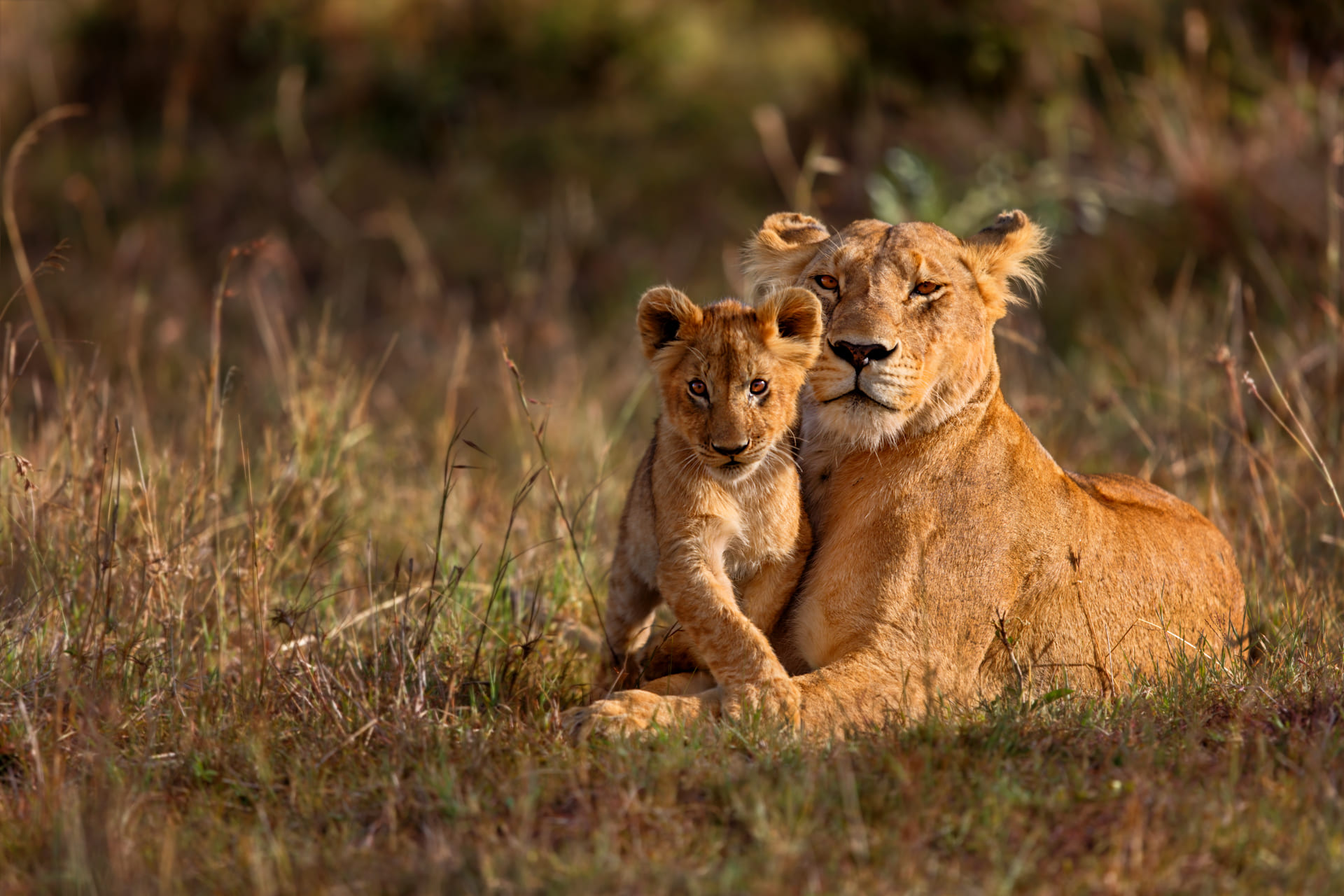Best African Safari Destinations for Every Kind of Traveler (1) (1) (1)
