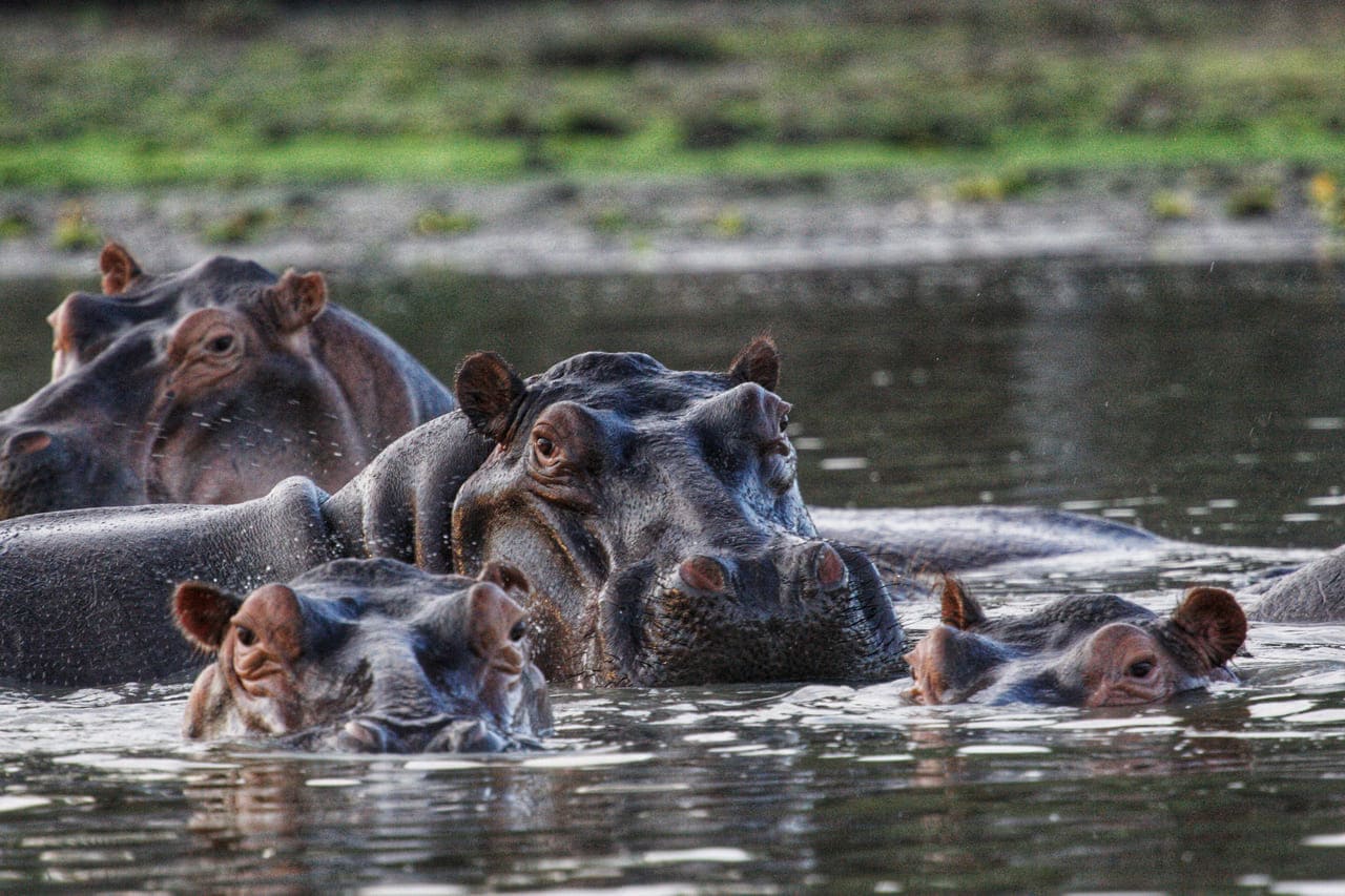 Selous park Boat safaris on the Rufiji River reveal hippos for pros