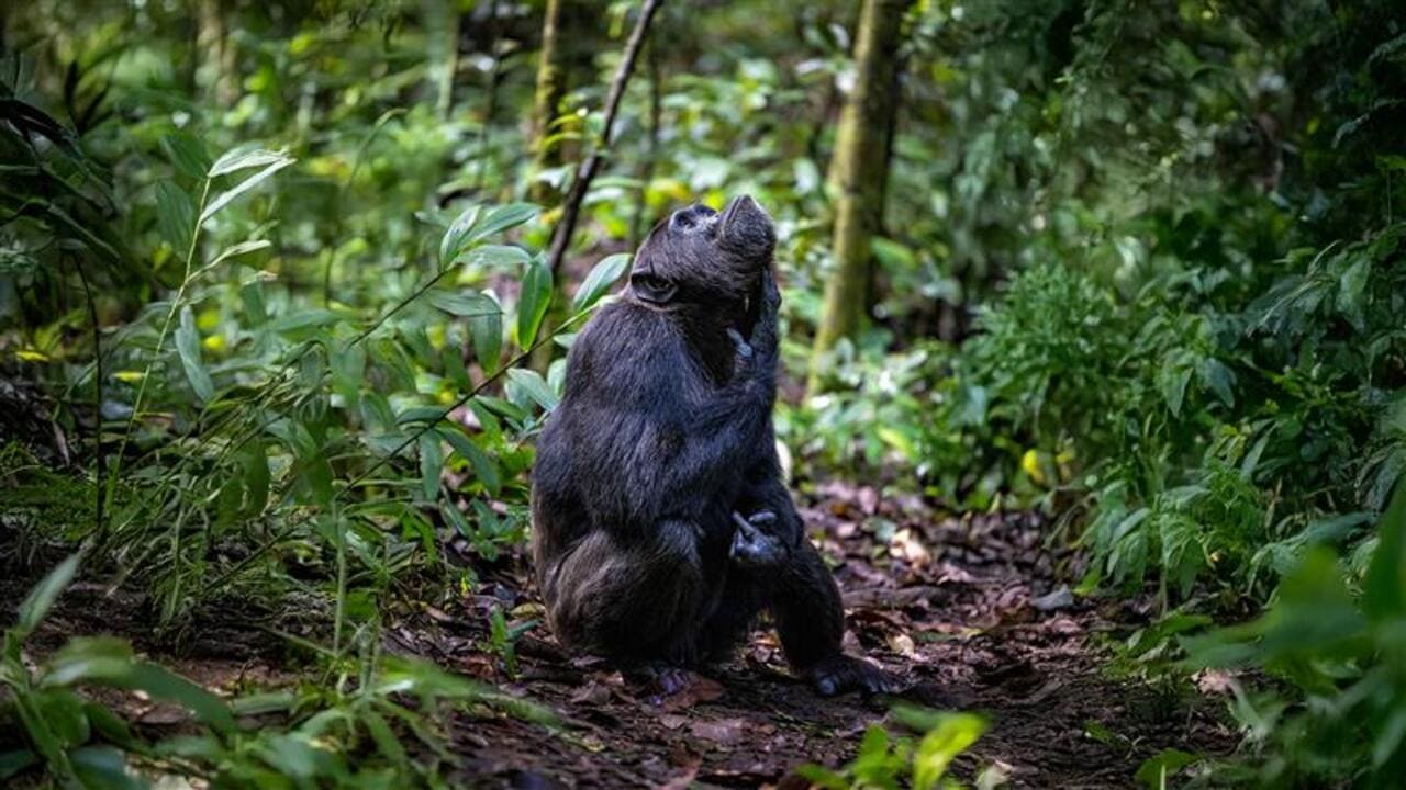 December is the perfect time for see gorillas at kibale,volcano parks (1)