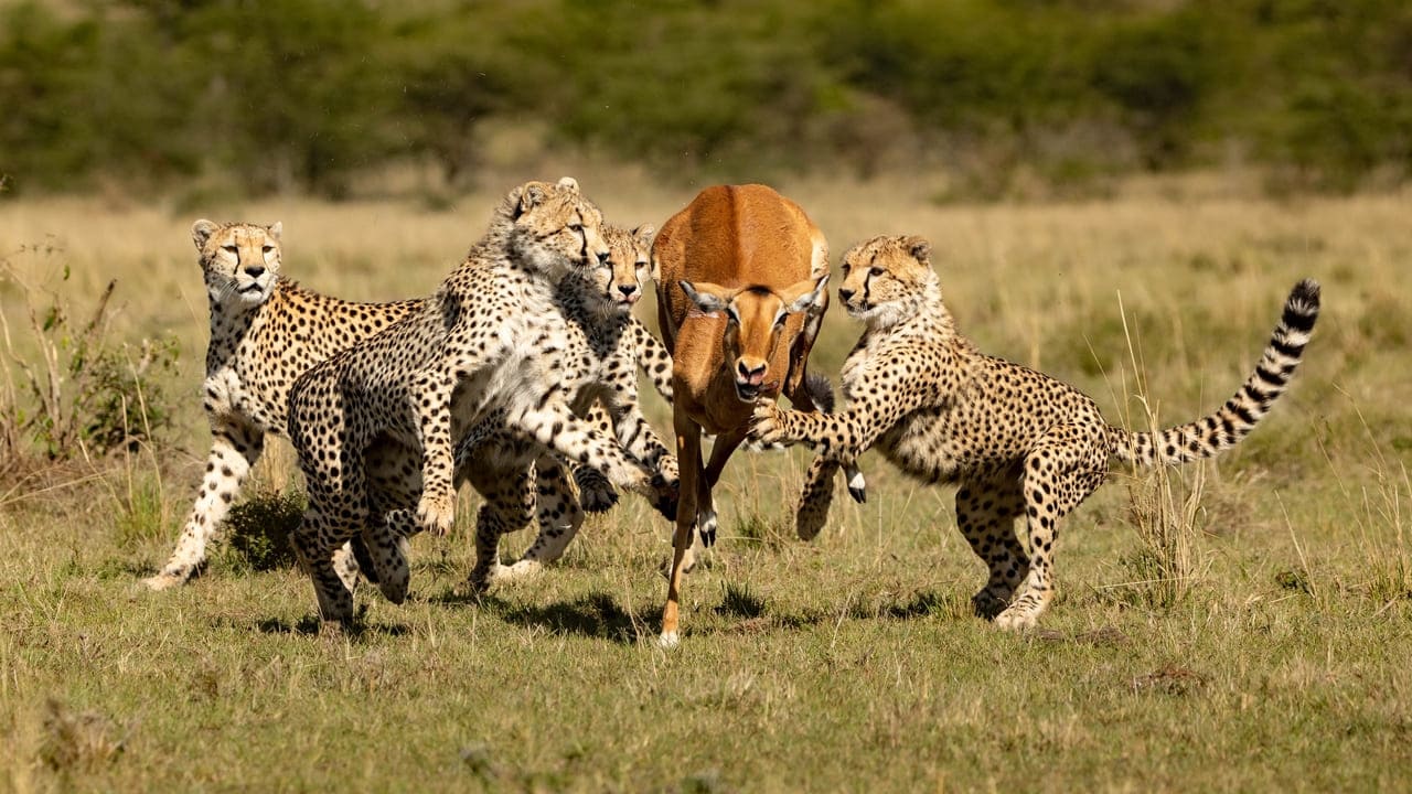 unique safari experiences in africa