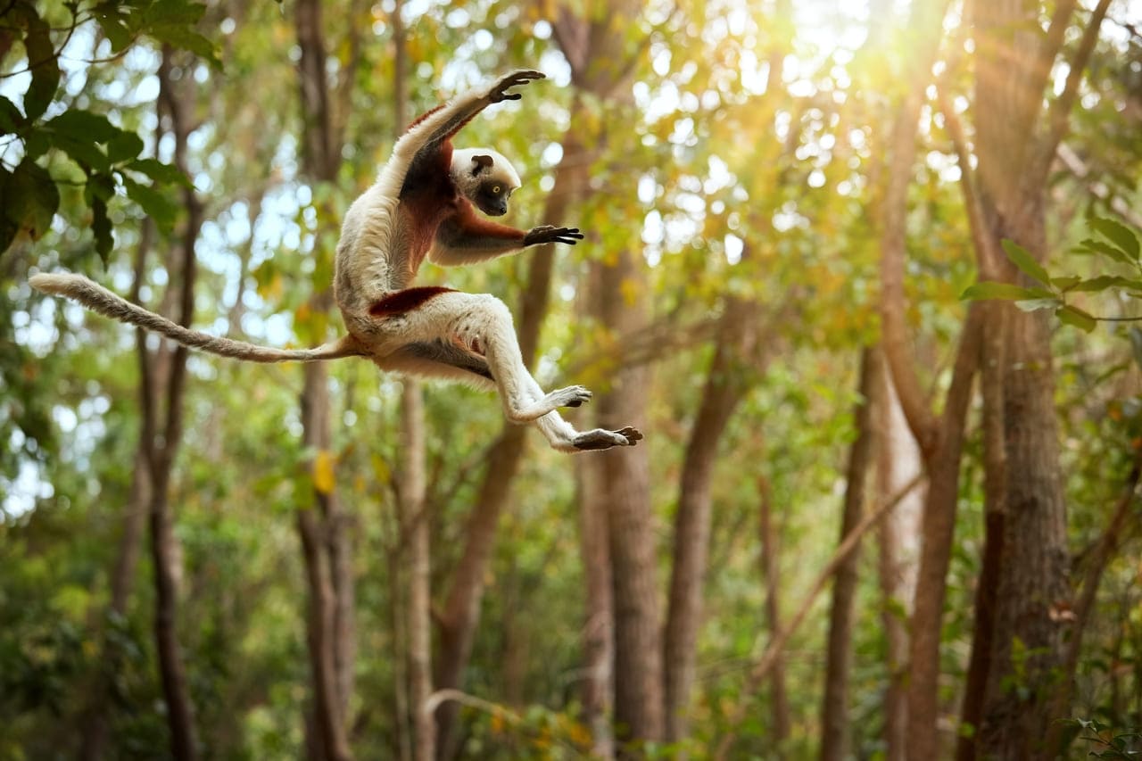 Jumping Lemurs in vanilla islands -madagascar
