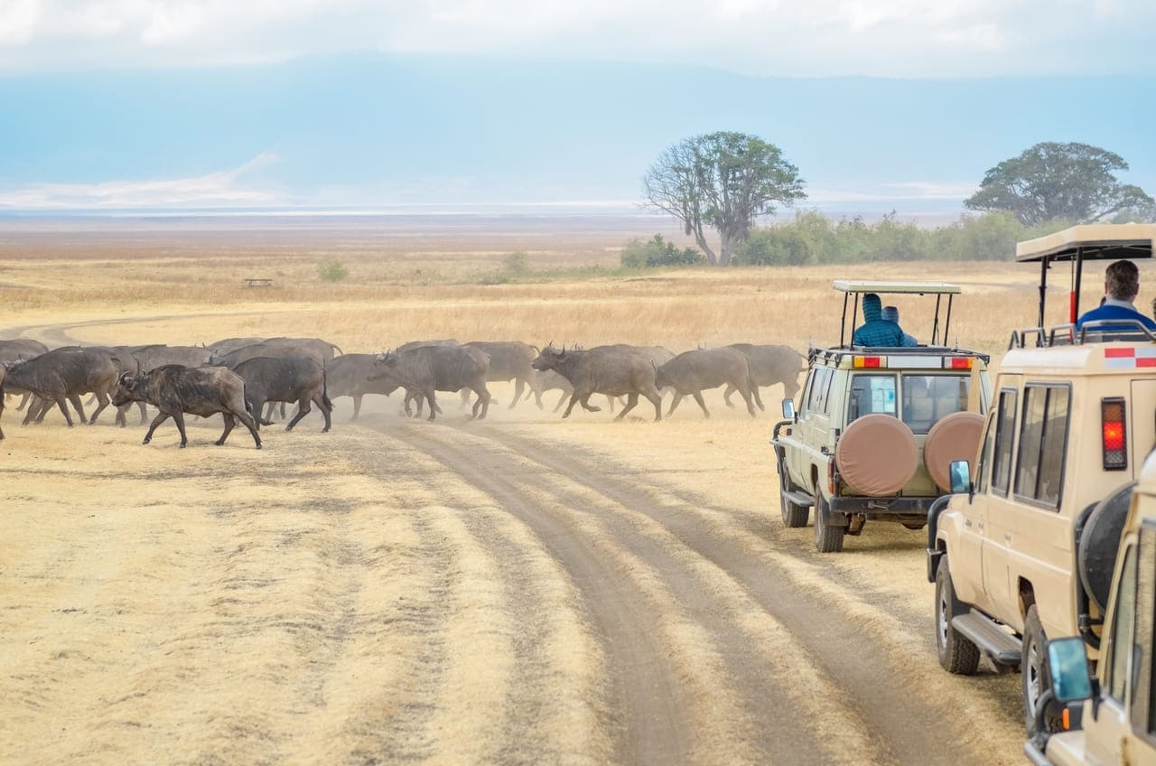 Kruger in S. Africa is a safari destination for first timers
