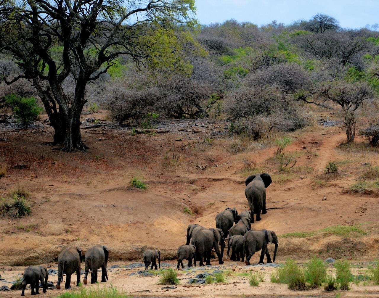 Kruger Park elephants on Brown mountain