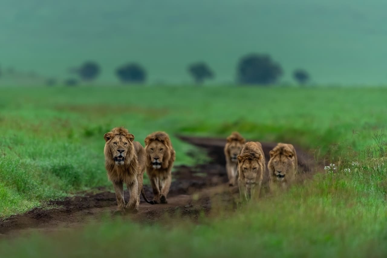 Tanzania is a safari destination for first timers and pros