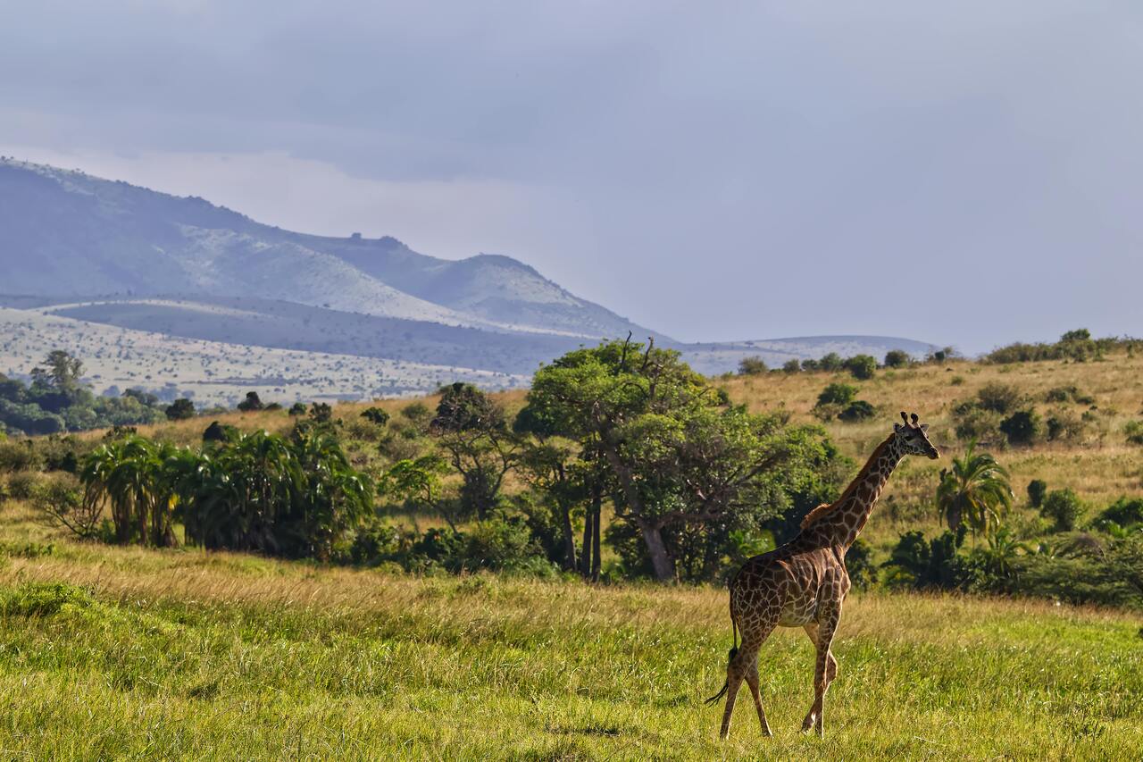 Tanzania Epic Wildlife Pristine Wilderness