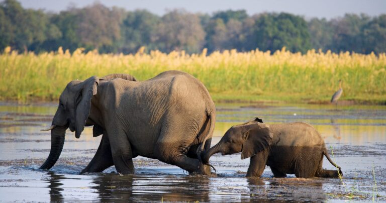 Unique African Safari Experiences CountriesBest Time and How to Reach