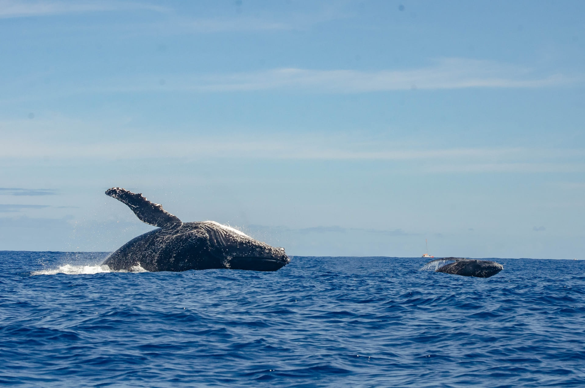 Whales Jumping On Reunion Island an amazing view of the best vanilla island