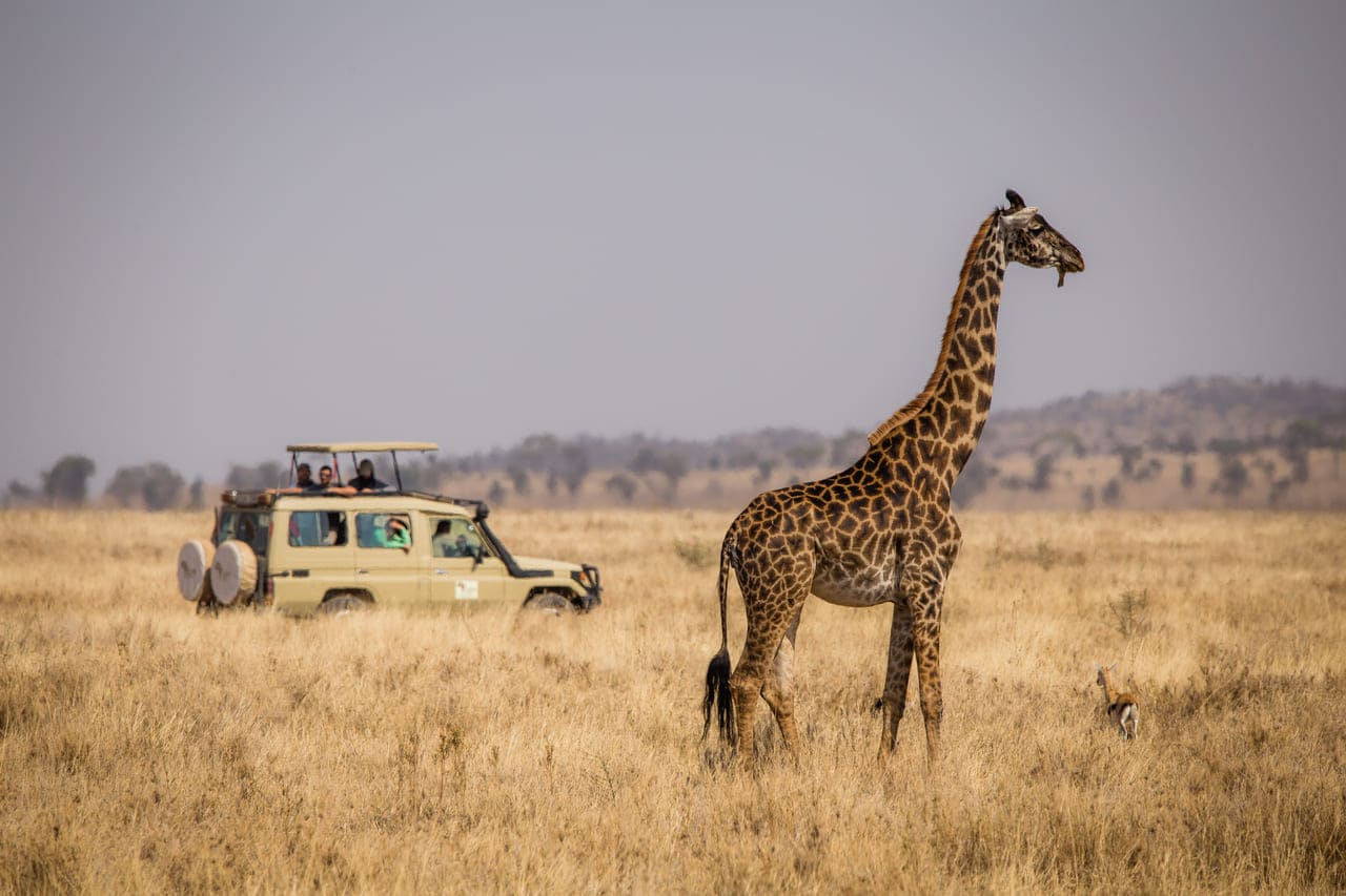 Serengeti is a safari destination for first timers and pros to return