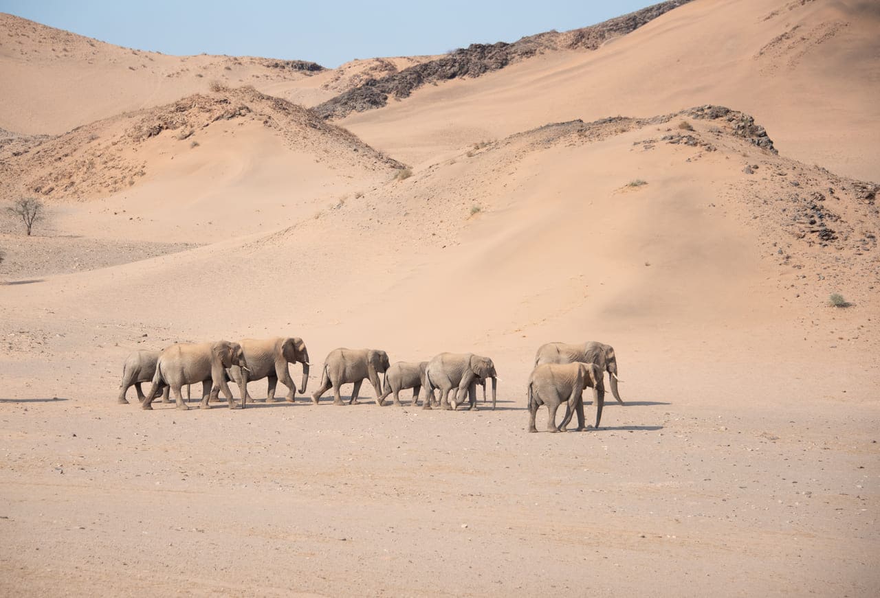 Damaraland in Namibia is a safari destination for first timers and pro