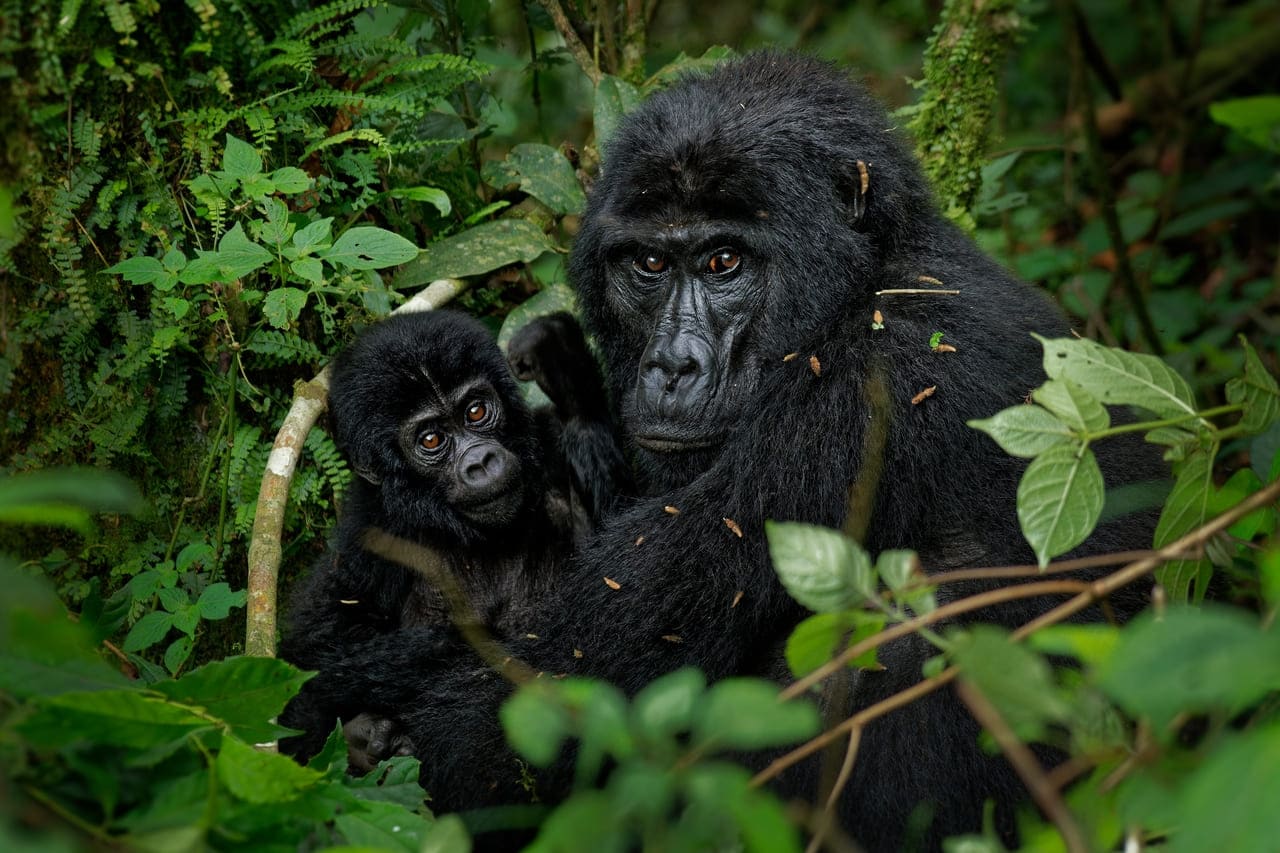 best time for safari in Africa to see endanered mountain gorilla