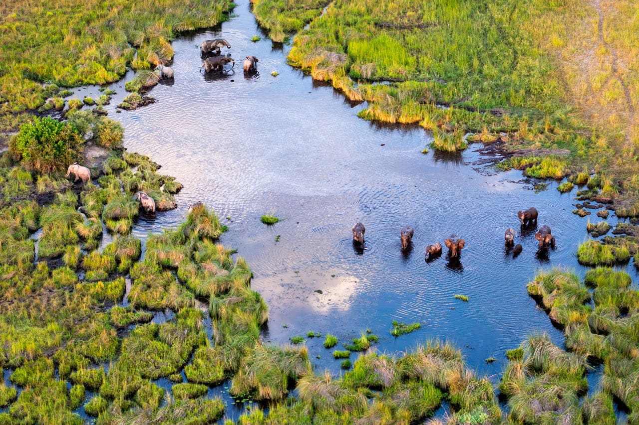 best timefor safari in africa at Moremi Game Reserve, Botswana
