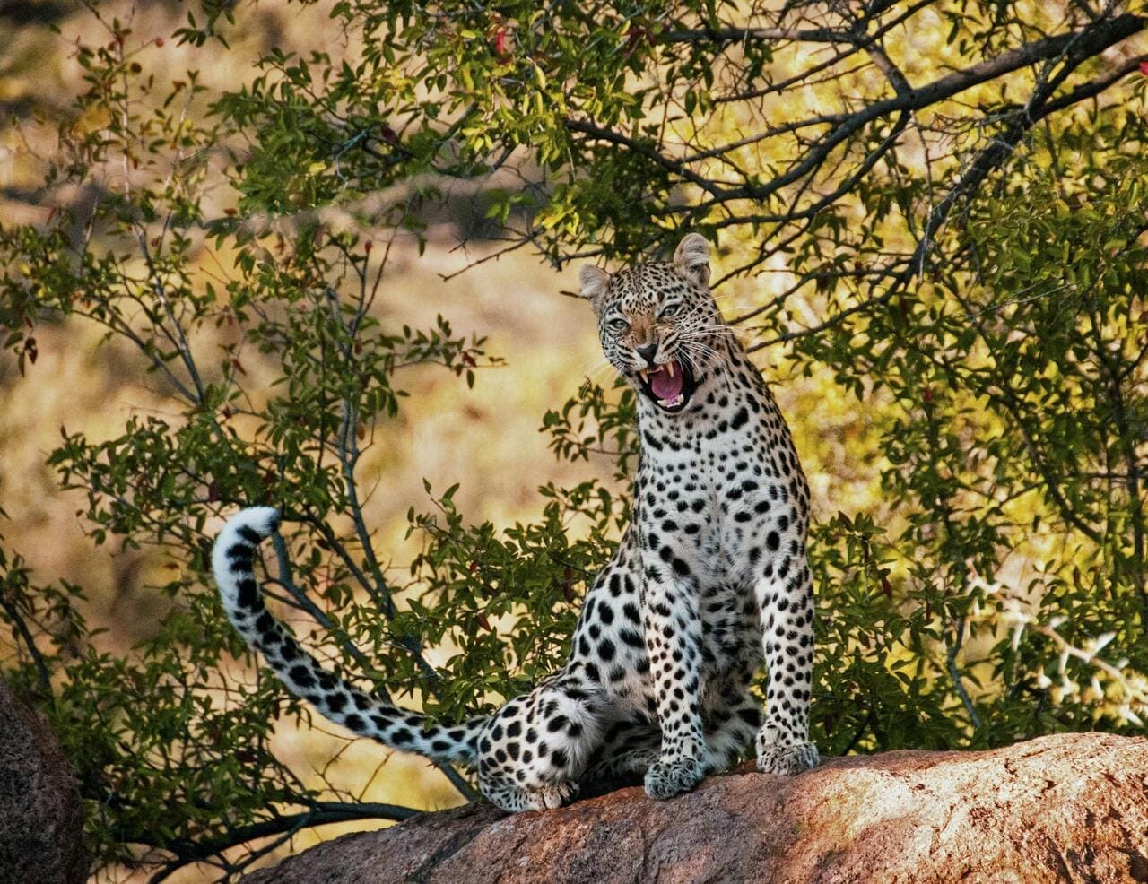 leopard sightings at sabi sand game reserve