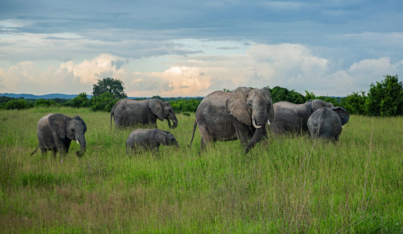 Tanzania is a safari destination for first timers who are adventerous and pros