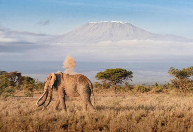unique african safari experiences, countries, best time and how to reach