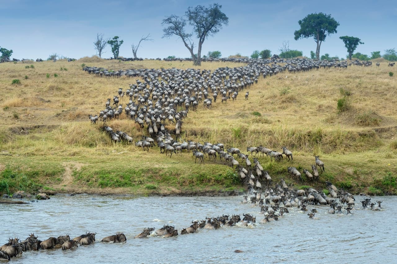 wild beast migration at Masai Mara National Reserve, Kenya