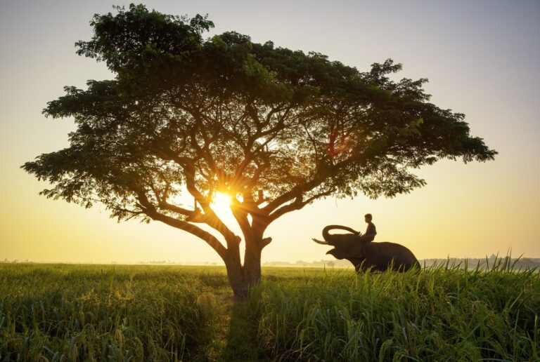 Africas iconic trees