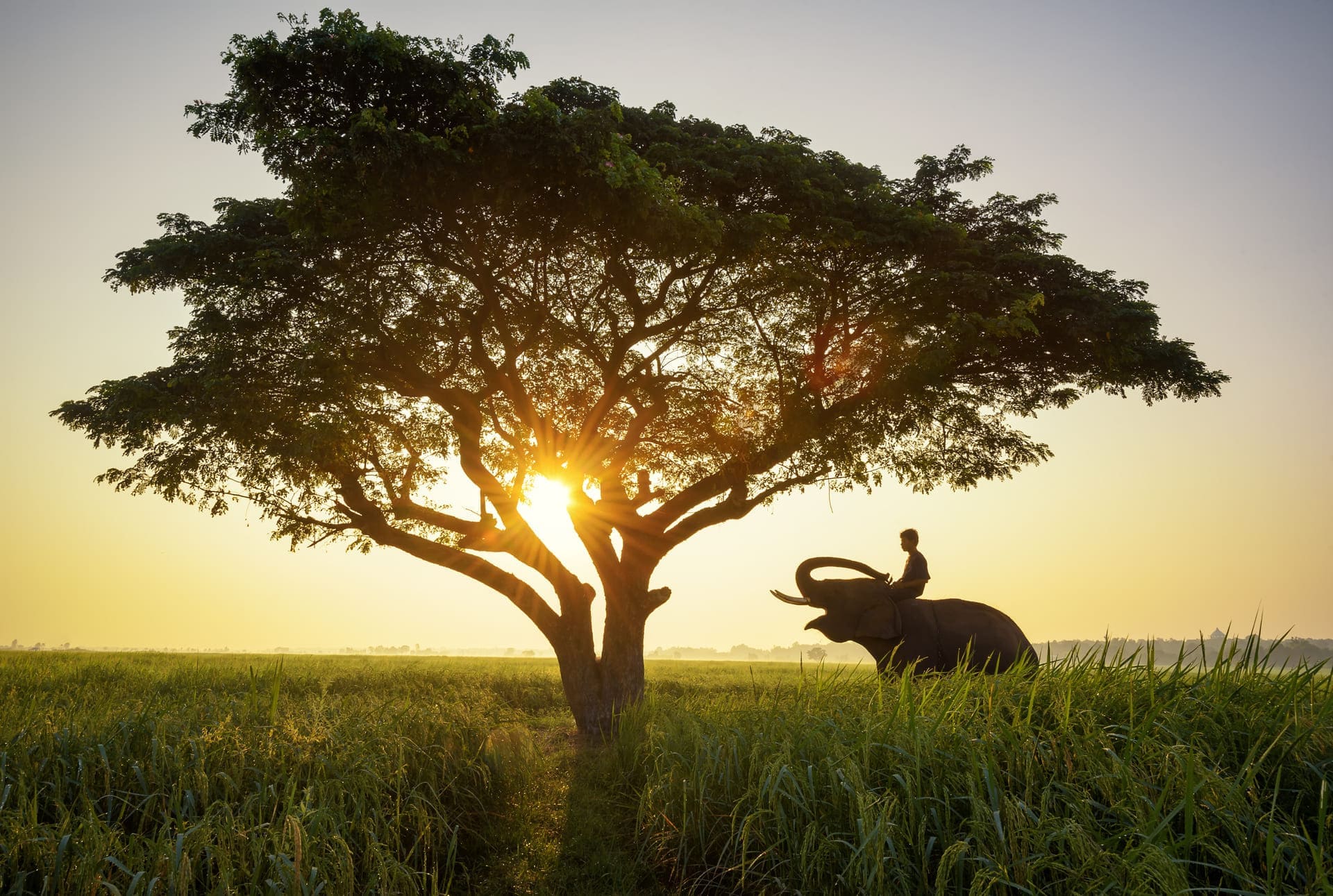 Africas iconic trees