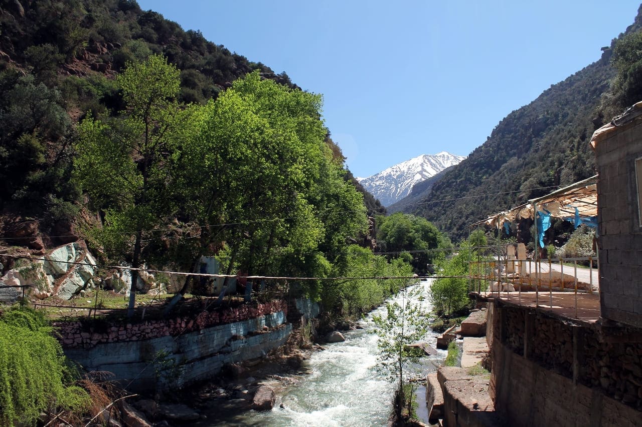 Argan Tree - The Berber Gold of Morocco