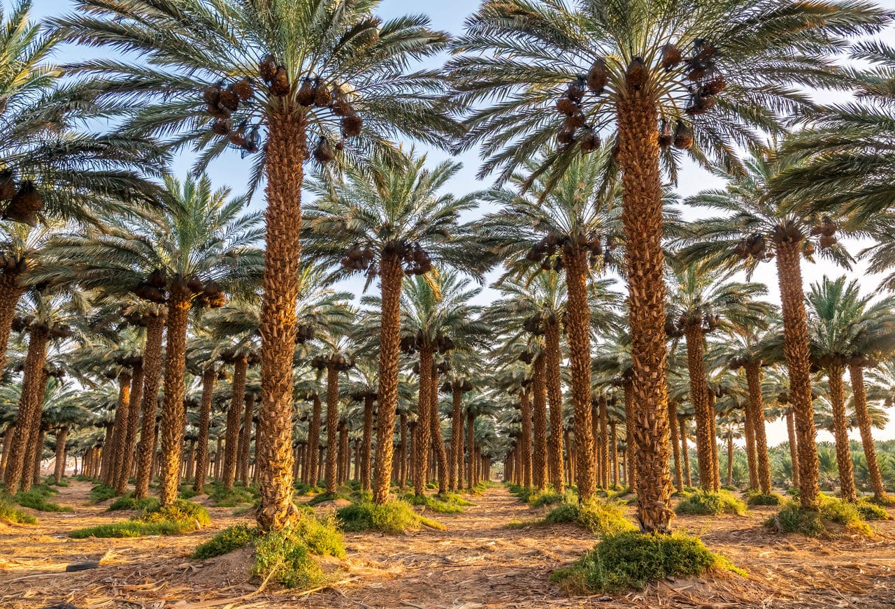 Date Palms