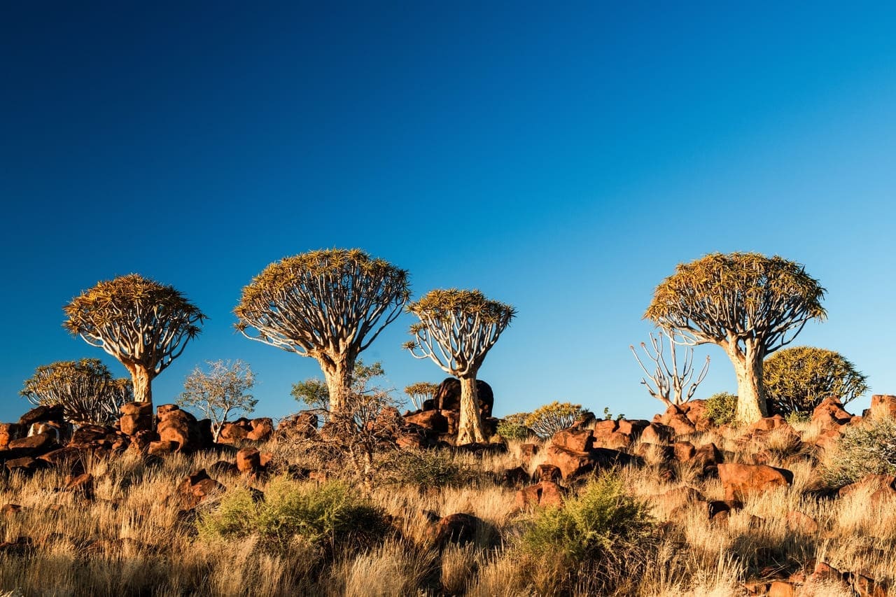 Quiver Trees (Aloe dichotoma) africas iconic tree
