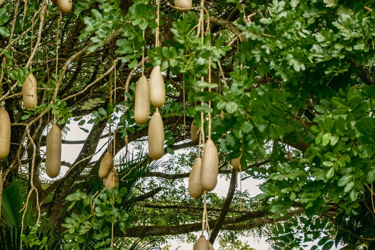Sausage Tree – Hanging Giants