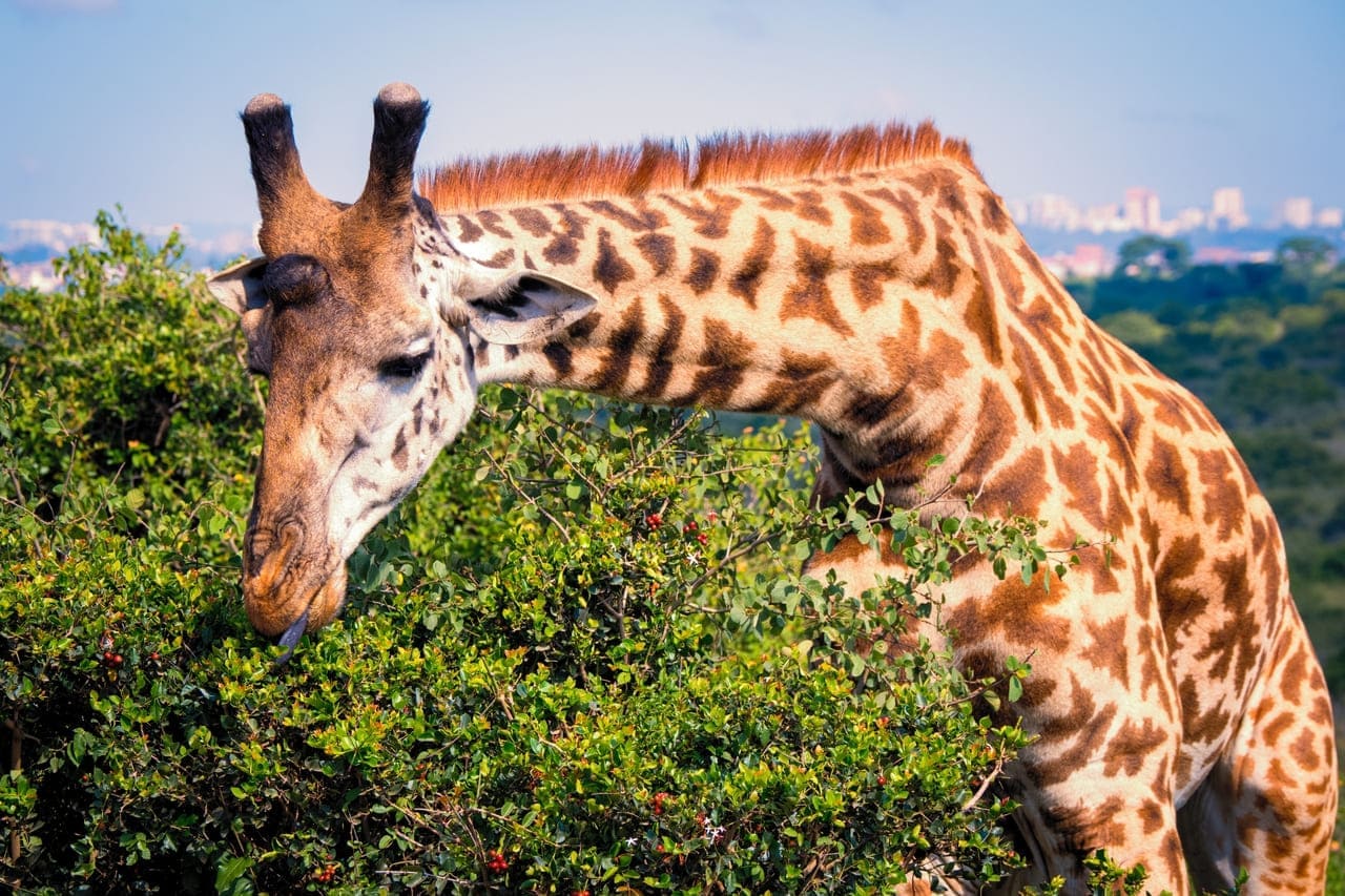 Whistling Thorn Tree