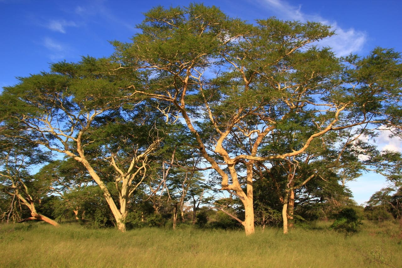 clusters of fever trees africa's iconic tree