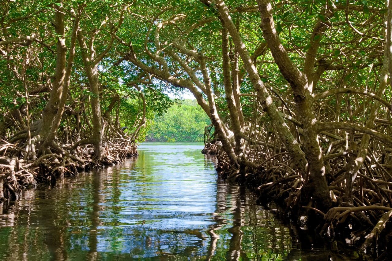 mangrove channels in Roatán, Honduras