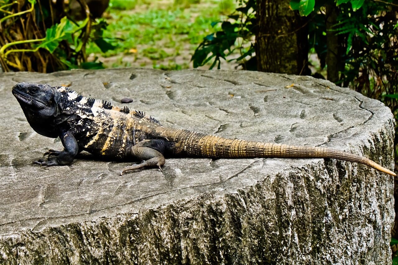Iguana spotted during Roatán Honduras travel