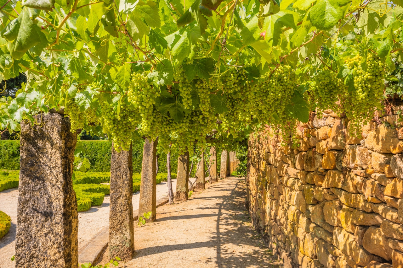 Explore one of Portugal’s most famed wine estates, where centuries of winemaking craft exceptional flavors.