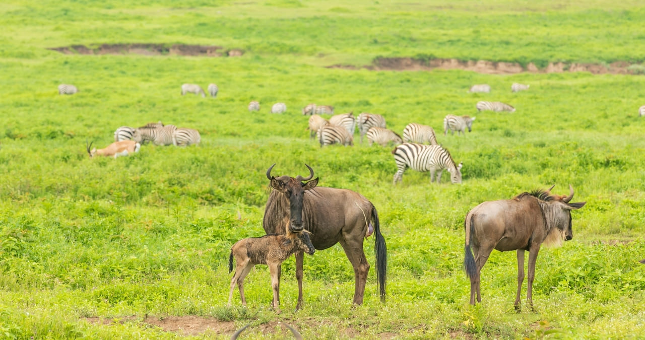 Blue Wildebeest Mother Nursing Her Newborn