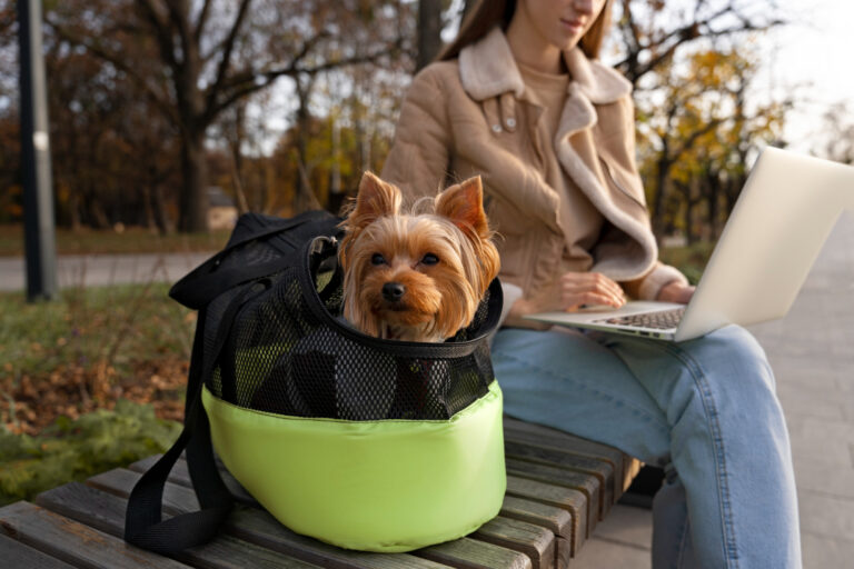 A pet puppy with owner for international travel